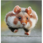HAMSTER RULE