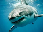 -Sharks United!-