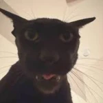 meowster Group Thumbnail