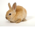The Bunnies Group!