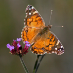 #TEAM BUTTERFLY FOREVER