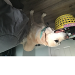 Hiiiiiiiiikhloe