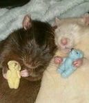 world of rats.