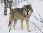 The wolf planet