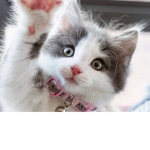 Girl power and cat ppl group
