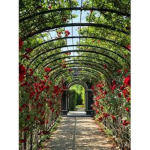 Dessa's Garden