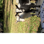 GOATS!!!!!!