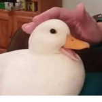 duckies (smooth)