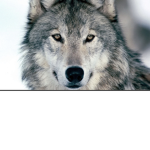 Wolfs are the best oww