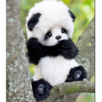 Panda army/cute fighters