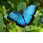Butterfly shirts