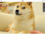 Amazing doge fa