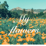 -My flowers-