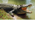 ALLİGATOR power