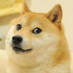 DOGE家族