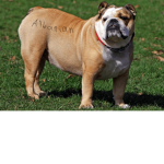 Albanian Bulldogs!