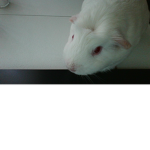 Guinea Pig DCT