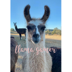 the greatest llama group