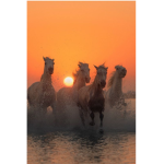 The Legendary Herd!