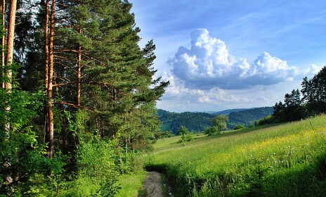The Great Woods