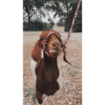 { euphoria }