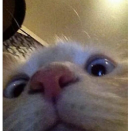 myl=nub