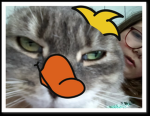 Hamster Fans und Katzen fans