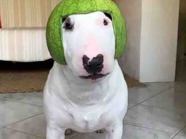 walter and watermelons PVP UPDATE!