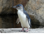THE SQUACK!!!