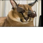 Noob_ gang