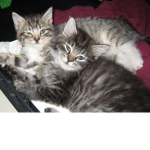 kitty Group1234567890