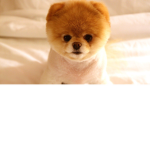 Cute swaggy dogs