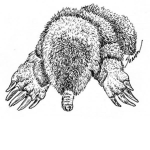 Mole Empire