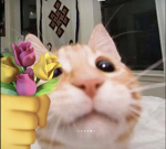 CATS!1!1!1