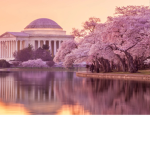 The calm blossom