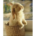 I.heart.bunnies