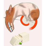 Soap Cheese Cult