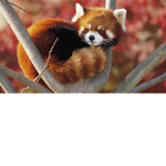 IvY >.<