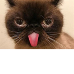 $apph!rė