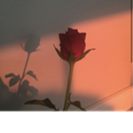 Simply_ Roses fan group