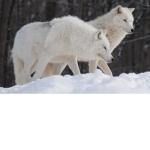 BlueWolfLobby