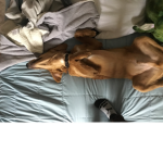 Big papi rex