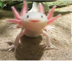 Love axolotls
