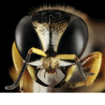 The Bug Mafia