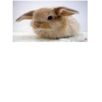 hare.