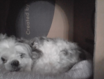 this lil dude