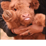 Killer mushroom cows