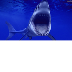Shark are awasome