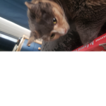 Cat are are underrated