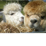 The Llama are amazing squad